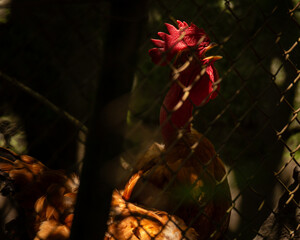 Rooster in the Henhouse on a Farm, Povoa de Lanhoso, Braga, Portugal.