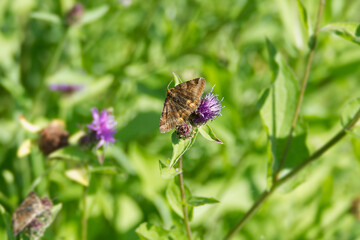 Burnet companion moth (Euclidia glyphica) butterfly perched on a pink flower in Zurich, Switzerland