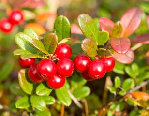 Obraz premium Red berries on green leaves