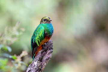 Golden-headed quetzal (Pharomachrus auriceps) perched on a branch, Manu road, Cusco, Peru