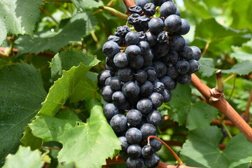 Eine Traube im Sonnenschein in Süd