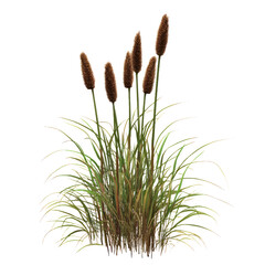 Cattail Tree isolated on transparent background