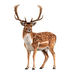 Fototapeta premium Realistic deer with antlers wildlife animal isolated on Transparent background