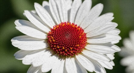 Obraz premium White Anemone Flower with Red Center and Yellow Accents in Natural Light