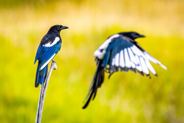 Portrait of a Beautiful Black-billed Magpie