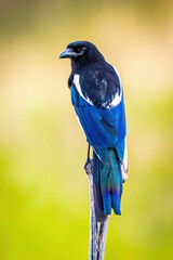 Portrait of a Beautiful Black-billed Magpie