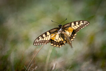 Papilio machaon