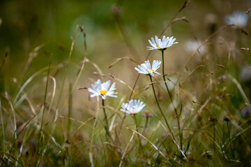 Leucanthemum vulgare © Luca