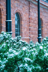 Winter snow covers pine branches against brick building facade creates seasonal atmosphere outdoors