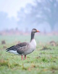 Fototapeta premium Grey goose in a misty field