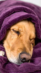 Sleepy Dog in Soft Fabric
