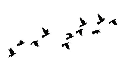 Birds In Flight Dark Silhouette Night Sky