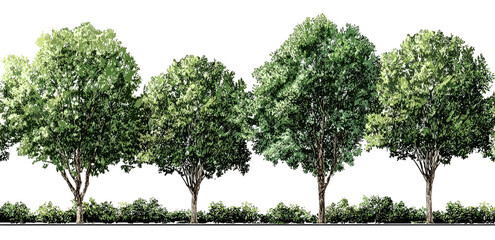 Fototapeta premium Row of lush green trees