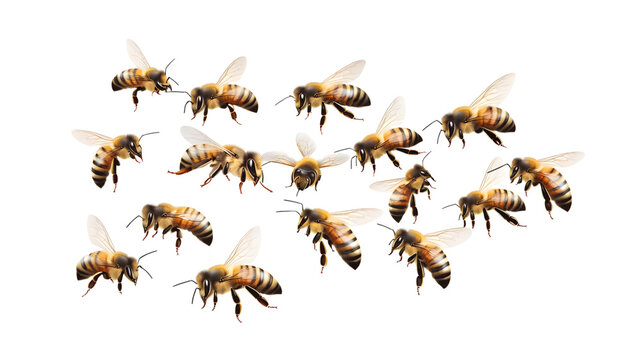Buzzing honey bees in flight nature scene insect photography