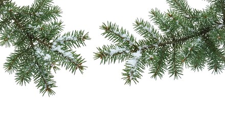 Eucalyptus branch with snow dust, isolated on white.