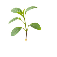 Obraz premium Small green plant isolated on transparent background, a symbol of growth A small green plant isolated on a white background, symbolizing growth and nature's vitality. Ideal for botanical studies
