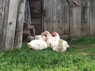 A flock of white chickens and a rooster free-range in a village on green grass. Village life, household. Poultry, agriculture.