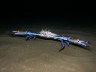 Swimming blue crab Portunus segnis