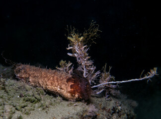 Sea cucumber from Cyprus, Mediterranean Sea
