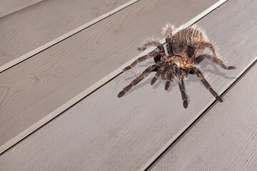 Araneus big large spider on a web.