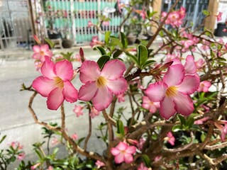 Adenium obesum (Desert Rose)