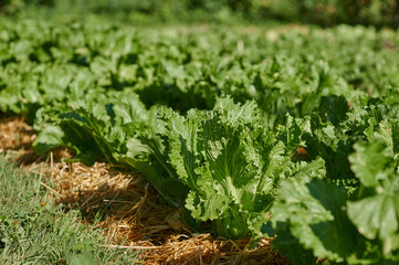 Fresh leafy greens growing in organic farm field in summer garden