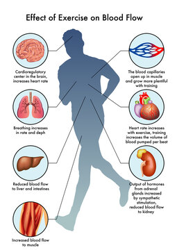 Medical illustration of Effect of Exercise on Blood Flow, with annotations.