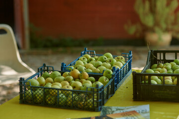 Harvest of fresh apples in plastic crates at organic farm