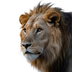 Fototapeta premium Majestic lion portrait intense gaze detailed fur texture checkered backdrop studio shot