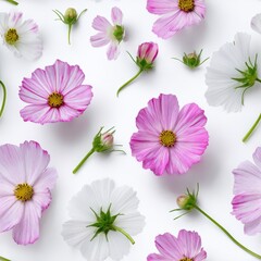 Overhead view of scattered pink and white cosmos flowers and buds against a white background.
