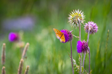 Title: Beautiful Orange Butterfly on Musk Thistle