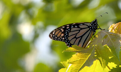 Monarch Butterfly Resting on Green Leaf