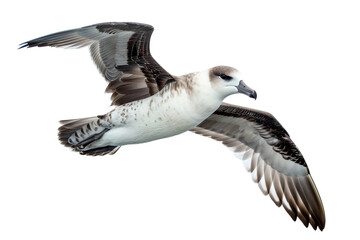 Fototapeta premium Petrel isolated on clear transparent background showcasing its graceful wings and sleek feathers for birdwatching and wildlife photography purposes.