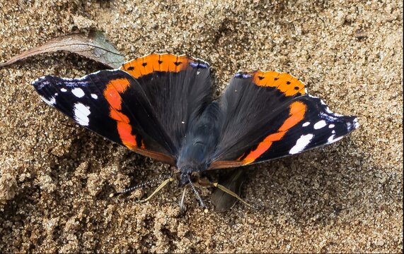  Admirable Butterfly Resting on a Sandy Surface