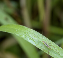 Small Katydid Nymph Perched on Green Grass