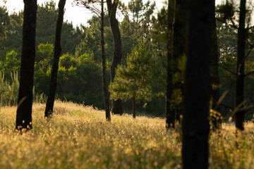 Pine tree in a pine forest on the beach dunes, Viana do Castelo, Portugal.
