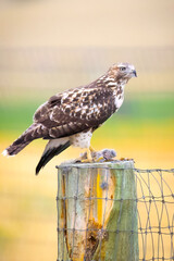 Juvenile Red-tailed Hawk Close-up Portrait