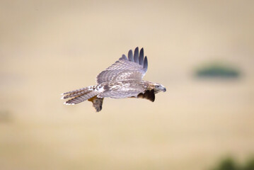 Juvenile Red-tailed Hawk Close-up Portrait