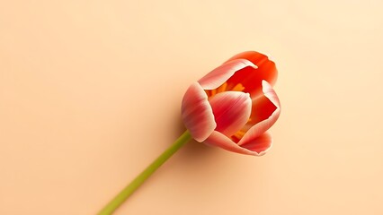 Single tulip flower viewed from above on a beige background with soft lighting.