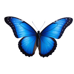 Fototapeta premium Beautiful blue butterfly in full body close-up portrait, flying with grace png 