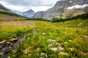 Fototapeta premium Scenic view of the valley and the alpine flowers in Glacier National Park
