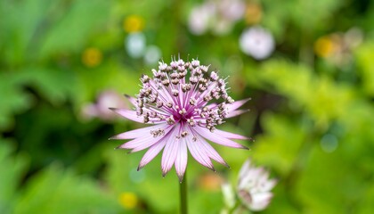 Obraz premium Close-up of a delicate pink flower