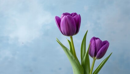 Fototapeta premium Two vibrant purple tulips stand tall against a soft blue sky background close-up floral photography