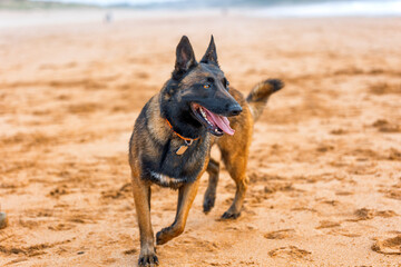 Belgian Malinois walking happily on the beach with a cheerful expression