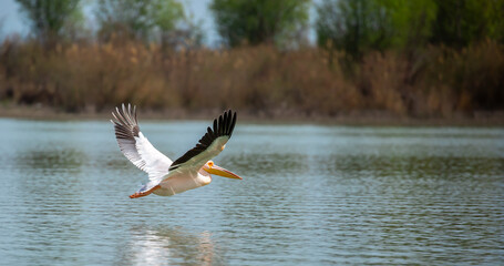A flock of pelican birds walks along the blue lake of Cyprus. Flying pelicans in the blue sky. Waterfowl at the nesting site.