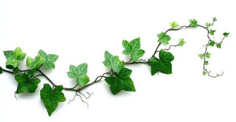 Naklejka premium Ivy vine with leaves, isolated on white