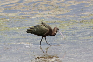 Glossy ibis feeding in the lake. Plegadis falcinellus