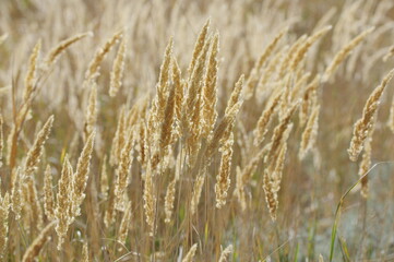 Autumn grass in the last rays of sunshine