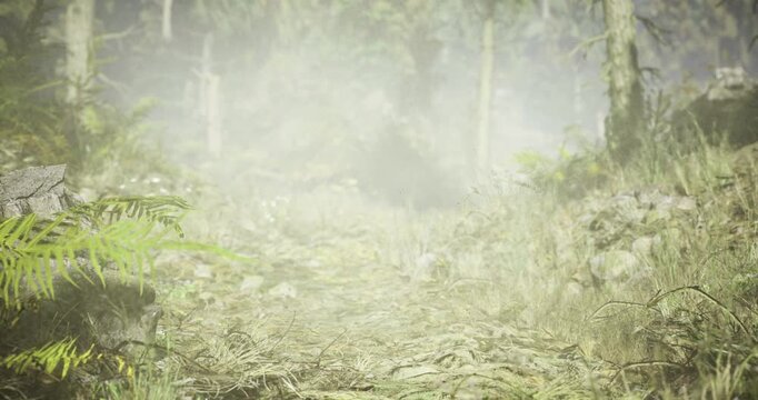 A serene forest path disappears into a thick foamy mist at dawn. Lush greenery surrounds the trail, while soft light filters through the treetops, creating a tranquil atmosphere.