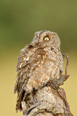 autillo en su posadero observando